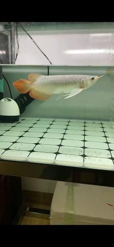 紅龍魚豎屏圖片，紅龍魚豎屏圖片聚焦于紅龍魚這一珍稀觀賞魚類 紅龍魚豎屏圖片，紅龍魚豎屏圖片聚焦于紅龍魚這一珍稀觀賞魚類 龍魚百科 第18張