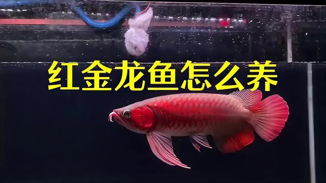 如何預防紅金龍魚疾病？，《如何預防紅金龍魚疾病》