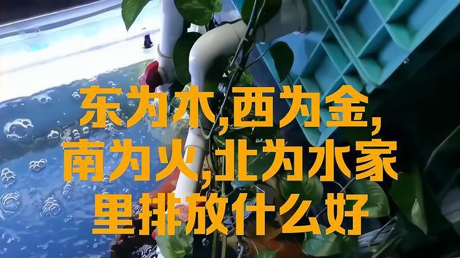 如何根據(jù)個(gè)人命理選擇金龍魚擺放位置？，如何依據(jù)個(gè)人命理來確定金龍魚的擺放位置