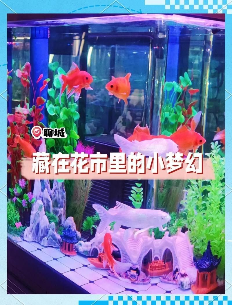 聊城水族店，關于“聊城水族店”的300-400字 聊城水族店，關于“聊城水族店”的300-400字 全國水族館企業名錄 第7張