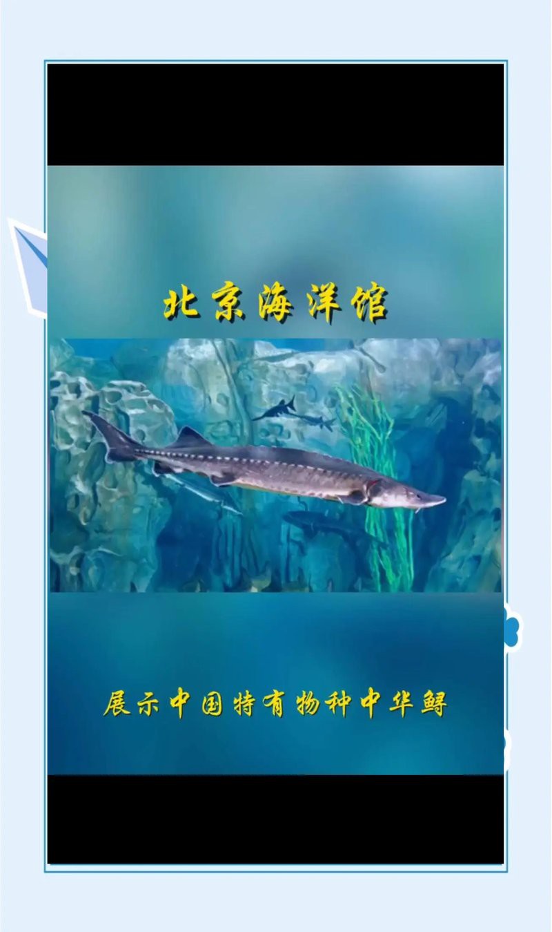 海淀水族店，北京海淀區擁有多家特色鮮明的水族店太平洋海底世界