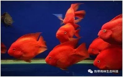 海淀水族店，北京海淀區擁有多家特色鮮明的水族店太平洋海底世界