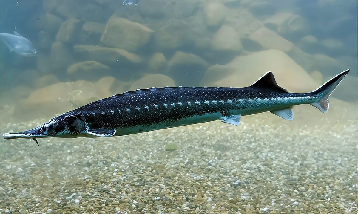 刀鰍是國家二級保護動物嗎，刀鰍并非國家二級保護動物，它是一種常見的淡水魚類 刀鰍是國家二級保護動物嗎，刀鰍并非國家二級保護動物，它是一種常見的淡水魚類 龍魚論壇 第4張