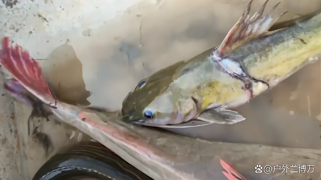 刀鰍是國家二級保護動物嗎，刀鰍并非國家二級保護動物，它是一種常見的淡水魚類 刀鰍是國家二級保護動物嗎，刀鰍并非國家二級保護動物，它是一種常見的淡水魚類 龍魚論壇 第3張