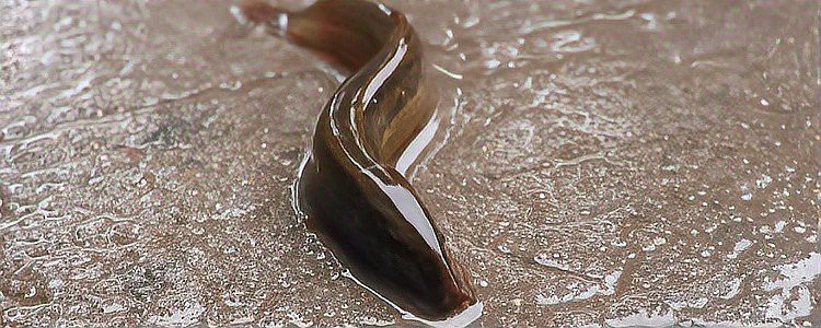 刀鰍是國家二級保護動物嗎，刀鰍并非國家二級保護動物，它是一種常見的淡水魚類 刀鰍是國家二級保護動物嗎，刀鰍并非國家二級保護動物，它是一種常見的淡水魚類 龍魚論壇 第1張