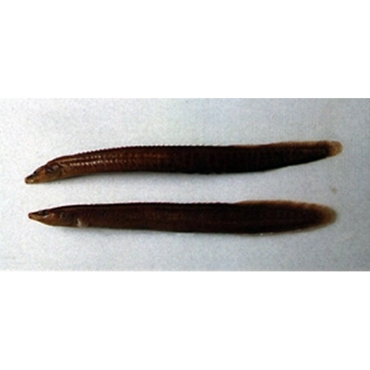 刀鰍是國家二級保護動物嗎，刀鰍并非國家二級保護動物，它是一種常見的淡水魚類 刀鰍是國家二級保護動物嗎，刀鰍并非國家二級保護動物，它是一種常見的淡水魚類 龍魚論壇 第2張