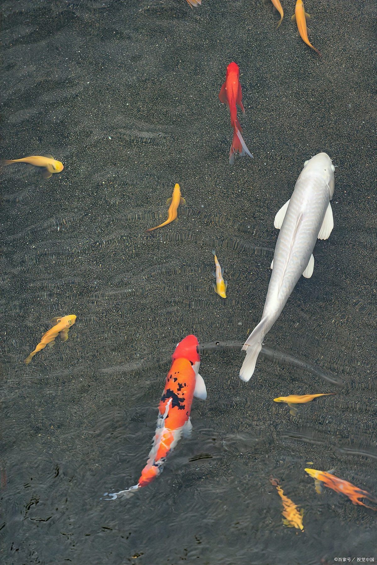 丹頂錦鯉好養(yǎng)嗎，《丹頂錦鯉好養(yǎng)嗎》丹頂錦鯉好養(yǎng)嗎揭秘那些鮮為人知的養(yǎng)護秘籍