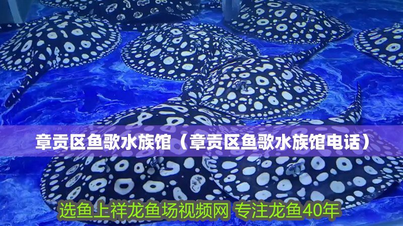 章貢水族店，章貢區魚歌水族館章貢區有哪些水族店 章貢水族店，章貢區魚歌水族館章貢區有哪些水族店 全國水族館企業名錄 第3張