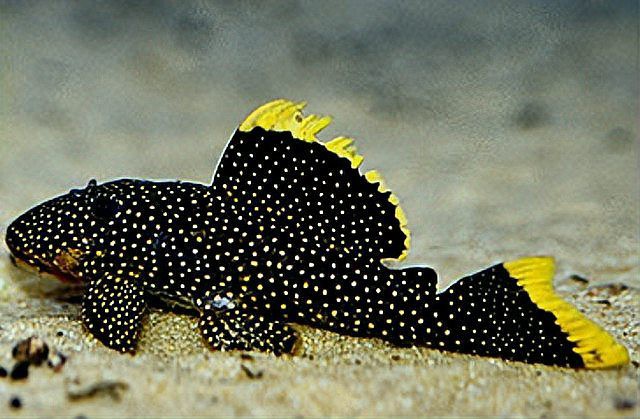 十大異型魚品種大全，十大珍稀品種\