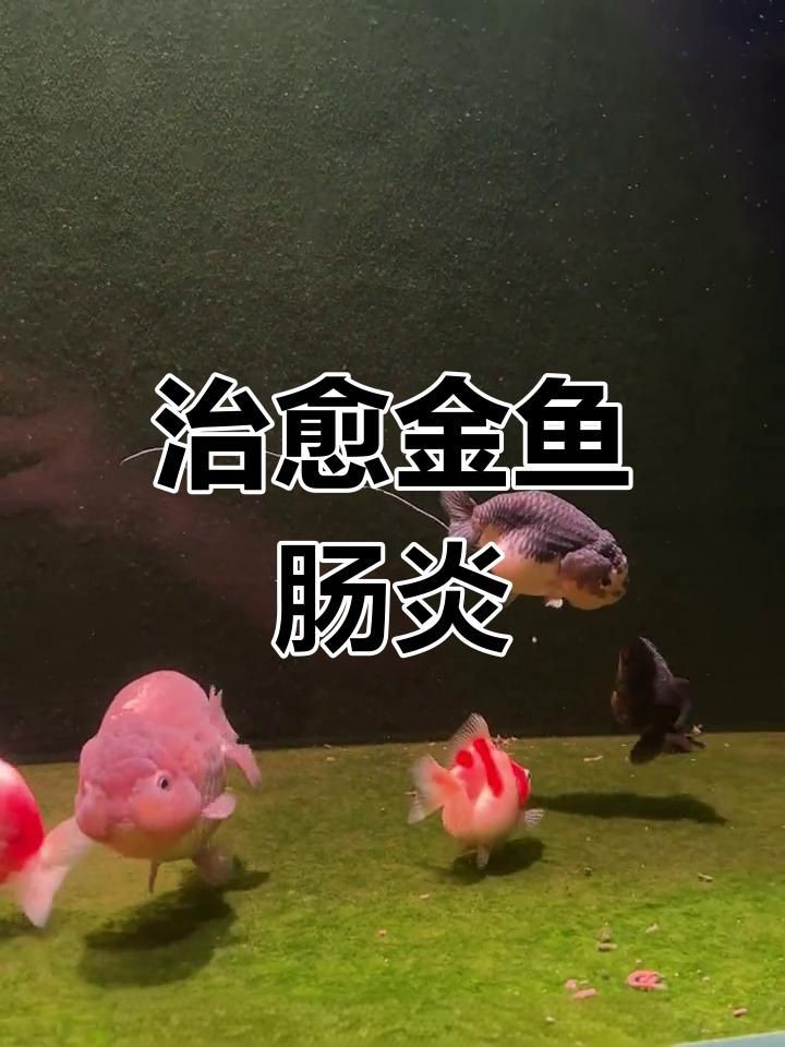 有哪些魚類專用腸炎藥物推薦？，魚類專用腸炎藥物推薦
