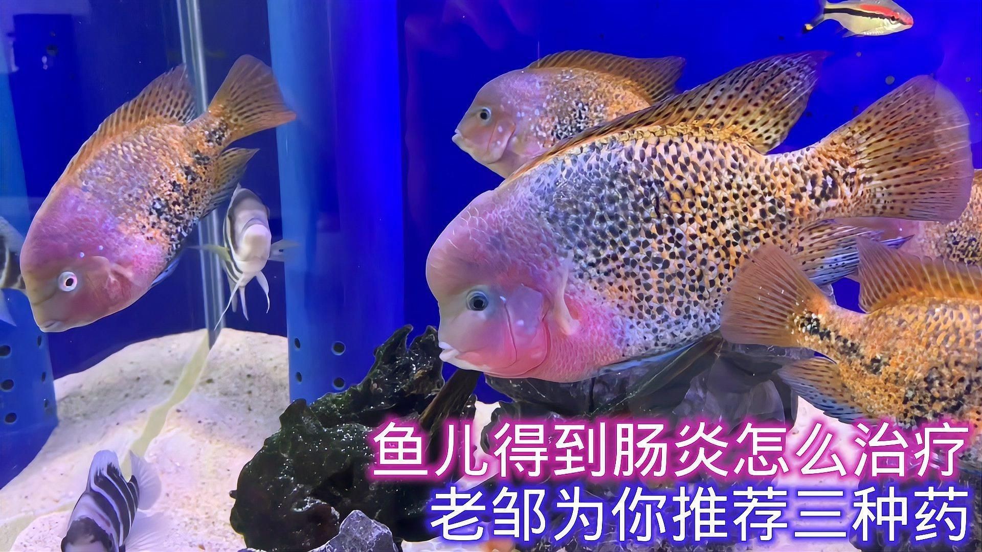 有哪些魚類專用腸炎藥物推薦？，魚類專用腸炎藥物推薦