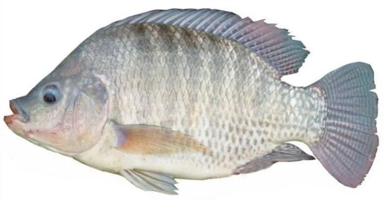 麗魚海南俗稱，“麗魚”在海南俗稱為“海南鯛”