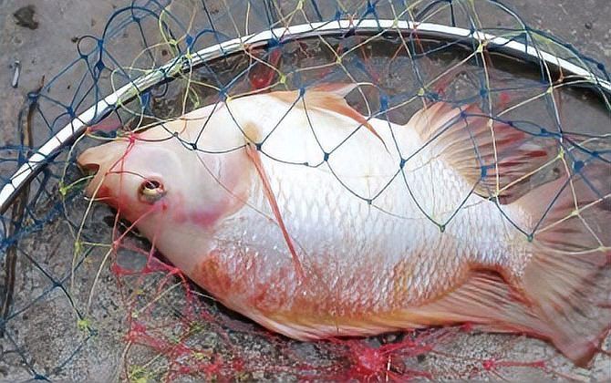 麗魚海南俗稱，“麗魚”在海南俗稱為“海南鯛”