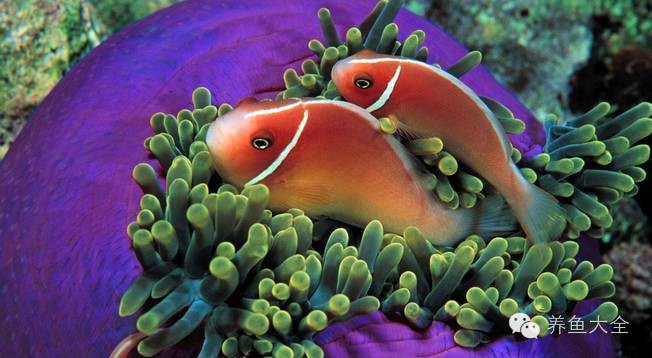 什么人不適合養(yǎng)魚，什么人不適合養(yǎng)魚人群及其具備十類人群及其具體原因