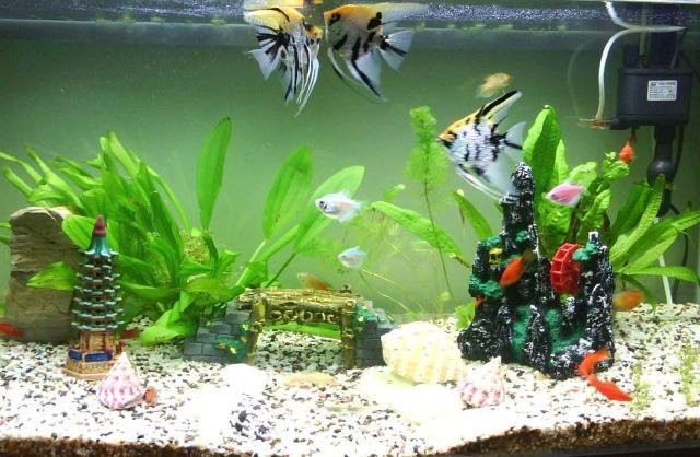 福建水族店，福建的水族店有哪些特色？