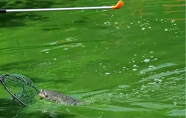 什么魚有魚泡，光頭魚司令,看水面氣泡就知道有什么魚是不是沒有魚泡復(fù)禾健康