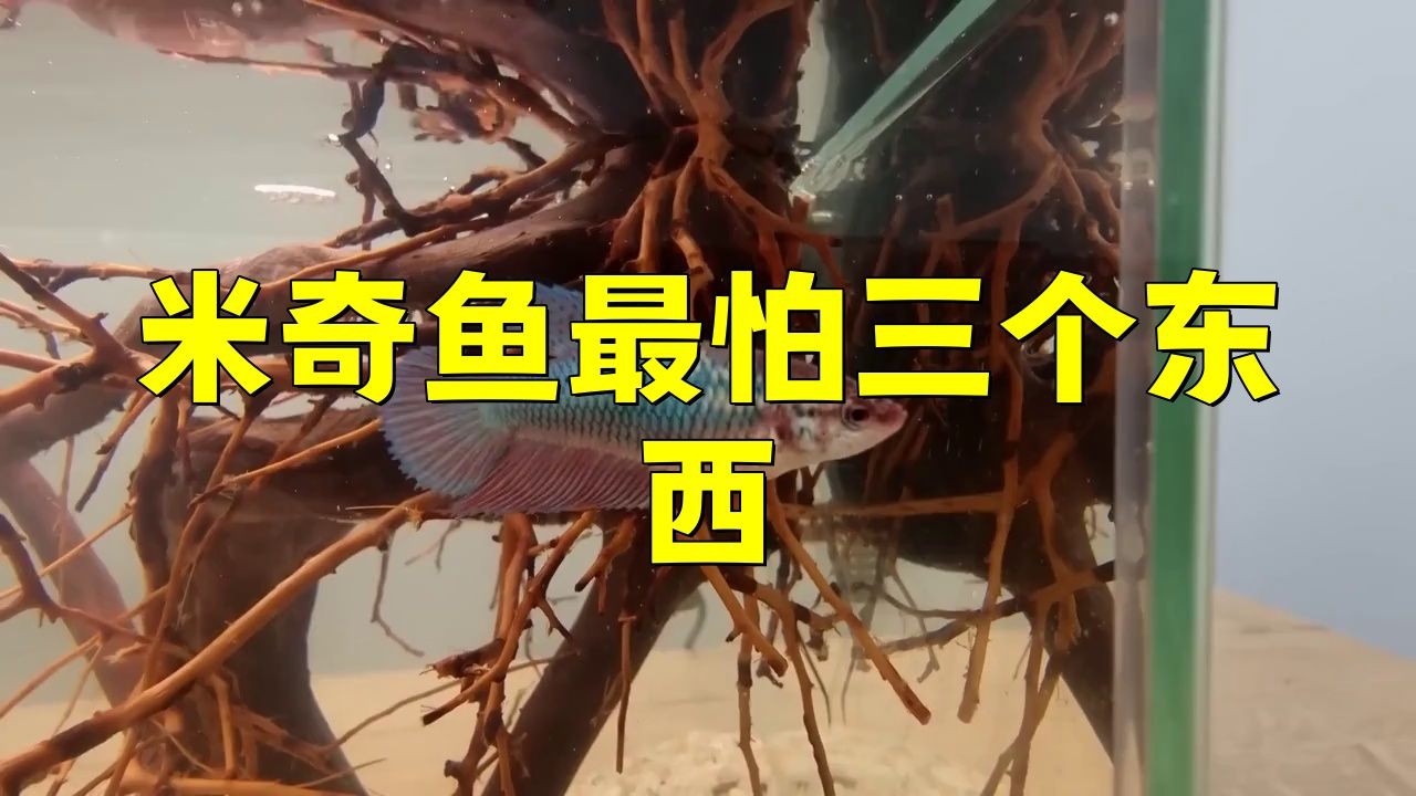 米奇魚為什么不建議養，為啥說別養米奇魚這些養殖真相得弄明白