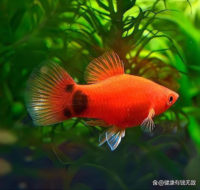 米奇魚為什么不建議養，為啥說別養米奇魚這些養殖真相得弄明白
