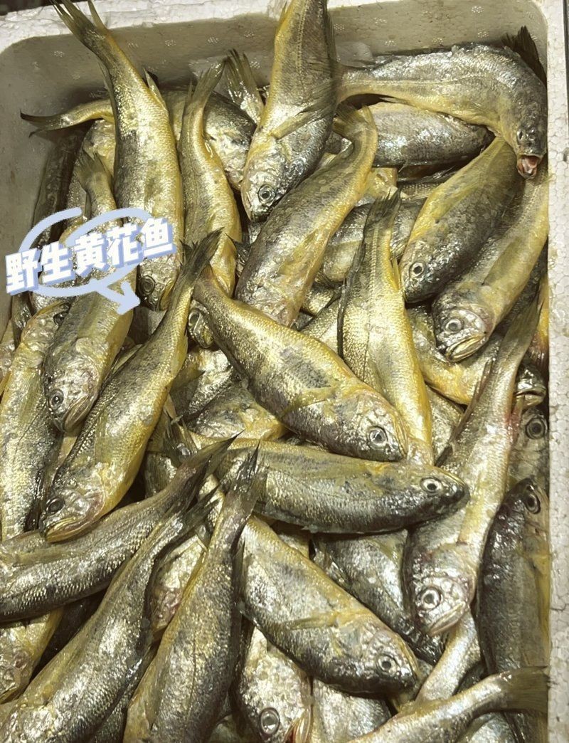 煙臺水族批發(fā)市場，煙臺水產(chǎn)品批發(fā)市場