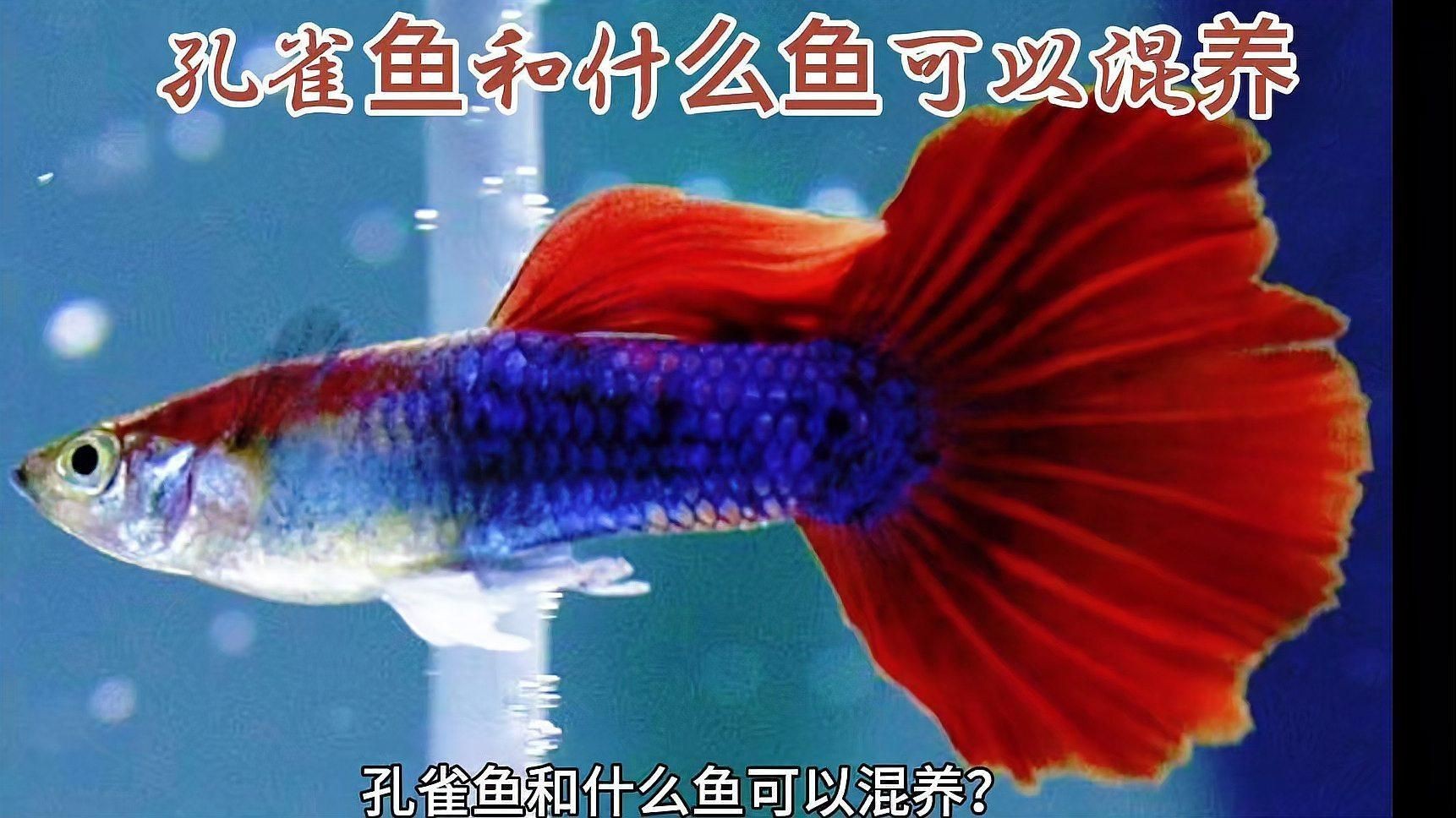 孔雀魚可以和什么魚一起混養，孔雀魚可混養與哪些魚類混養最適合與哪些魚類混養