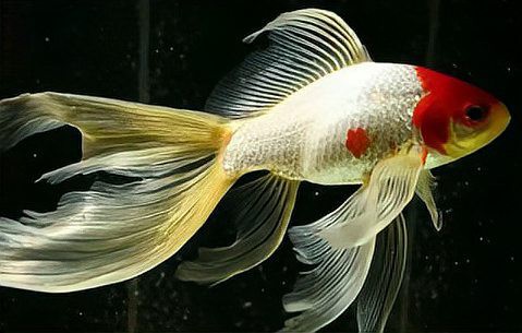 十大養不死的冷水魚，十大最易養的冷水魚品種