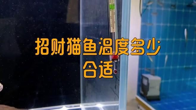 招財貓魚的最佳飼養溫度是多少？，招財貓魚作為熱帶淡水魚類