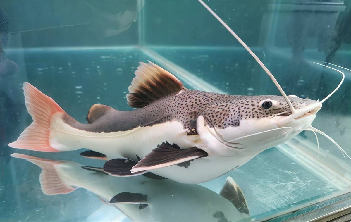 招財貓魚的最佳飼養溫度是多少？，招財貓魚作為熱帶淡水魚類