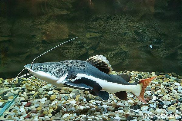 招財貓魚的最佳飼養溫度是多少？，招財貓魚作為熱帶淡水魚類