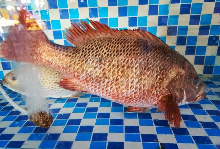 紅友魚圖片，紫紅笛鯛的營養價值與美味烹飪指南愛在星辰大海