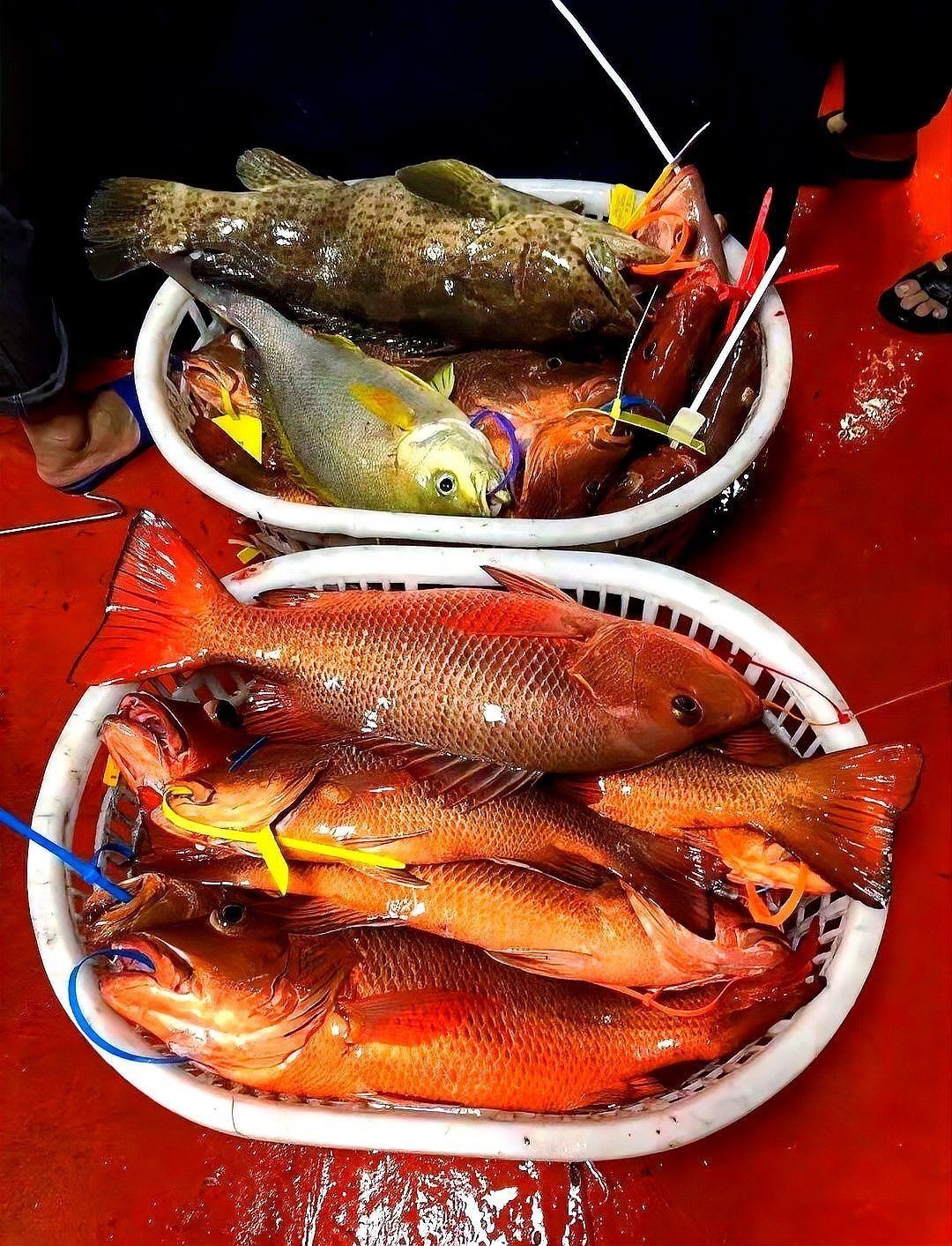 紅友魚圖片，紫紅笛鯛的營養價值與美味烹飪指南愛在星辰大海