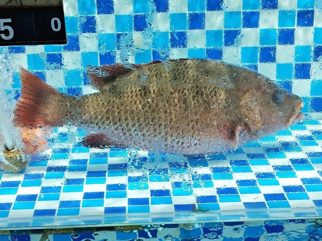 紅友魚圖片，紫紅笛鯛的營養價值與美味烹飪指南愛在星辰大海