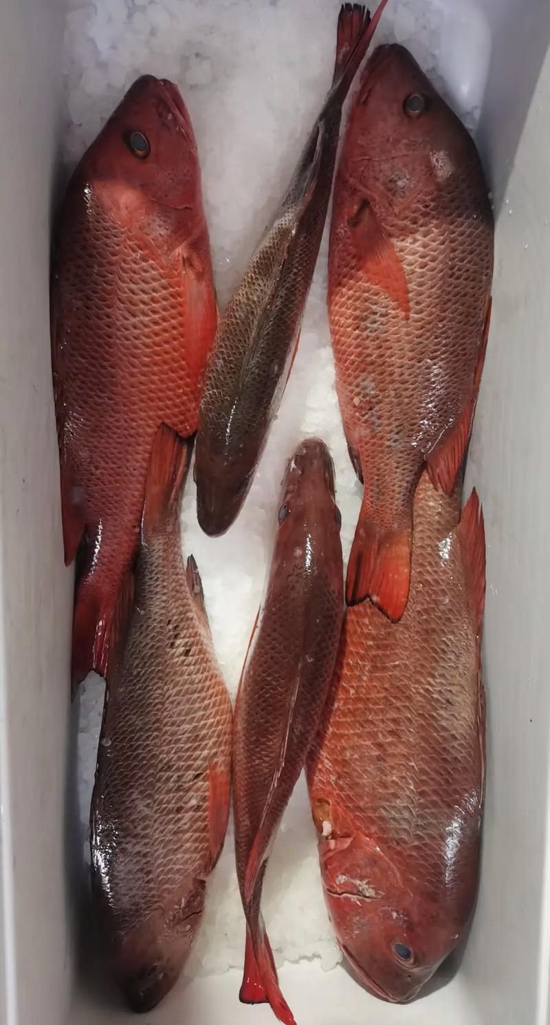 紅友魚圖片，紫紅笛鯛的營養價值與美味烹飪指南愛在星辰大海