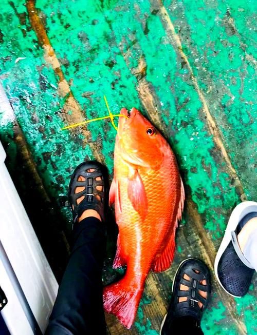 紅友魚圖片，紫紅笛鯛的營養價值與美味烹飪指南愛在星辰大海