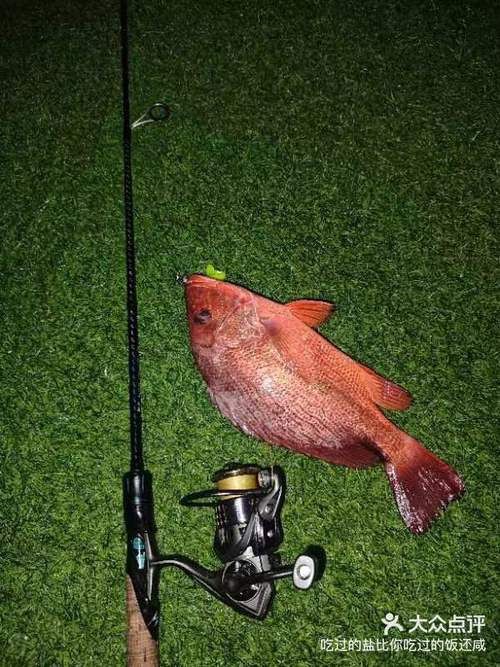 紅友魚圖片，紫紅笛鯛的營養價值與美味烹飪指南愛在星辰大海