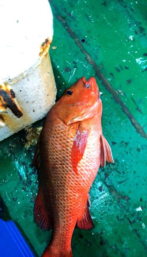 紅友魚圖片，紫紅笛鯛的營養價值與美味烹飪指南愛在星辰大海