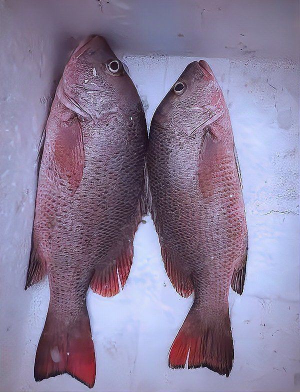 紅友魚圖片，紫紅笛鯛的營養價值與美味烹飪指南愛在星辰大海