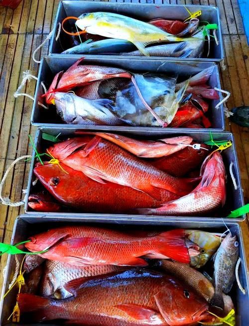 紅友魚圖片，紫紅笛鯛的營養價值與美味烹飪指南愛在星辰大海