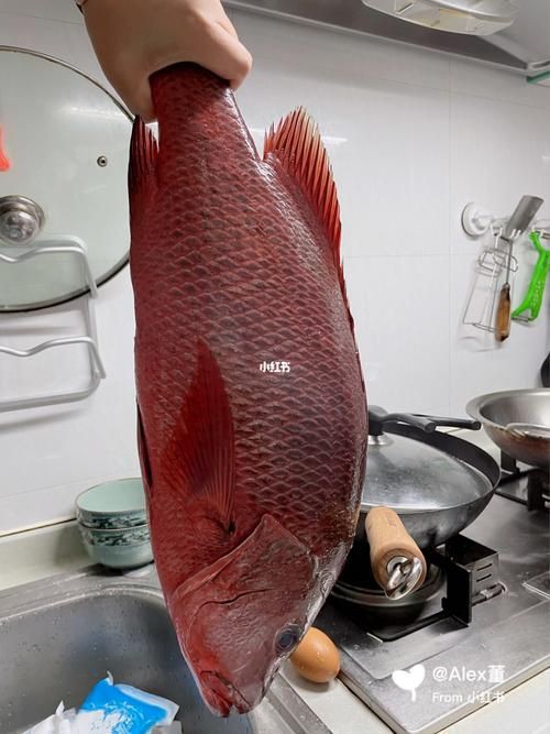 紅友魚圖片，紫紅笛鯛的營養價值與美味烹飪指南愛在星辰大海
