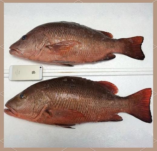 紅友魚圖片，紫紅笛鯛的營養價值與美味烹飪指南愛在星辰大海