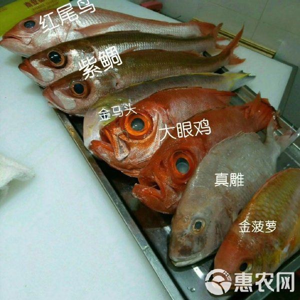 紅友魚圖片，紫紅笛鯛的營養價值與美味烹飪指南愛在星辰大海
