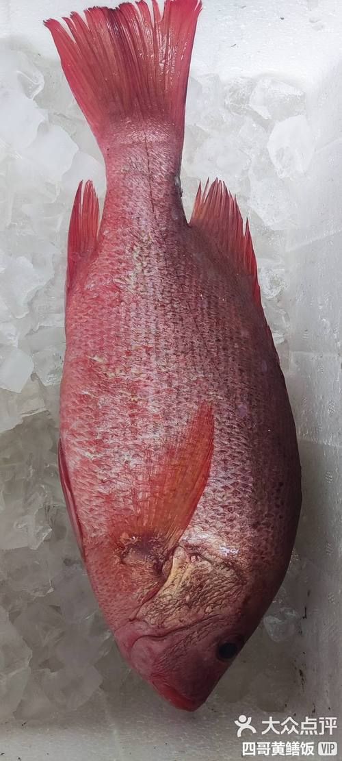 紅友魚圖片，紫紅笛鯛的營養價值與美味烹飪指南愛在星辰大海