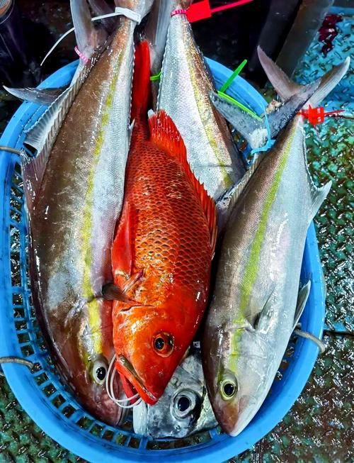 紅友魚圖片，紫紅笛鯛的營養價值與美味烹飪指南愛在星辰大海