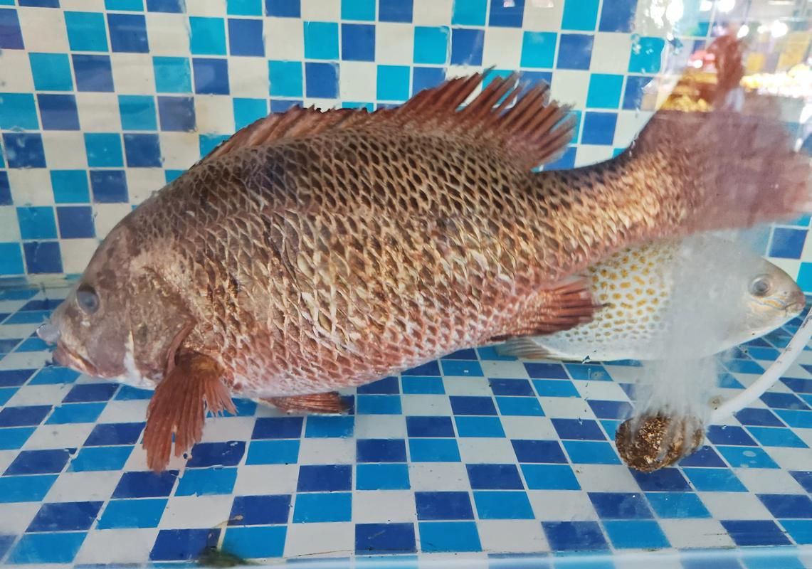 紅友魚圖片，紫紅笛鯛的營養價值與美味烹飪指南愛在星辰大海