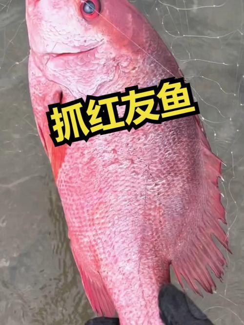 紅友魚圖片，紫紅笛鯛的營養價值與美味烹飪指南愛在星辰大海