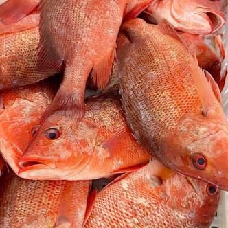 紅友魚圖片，紫紅笛鯛的營養價值與美味烹飪指南愛在星辰大海