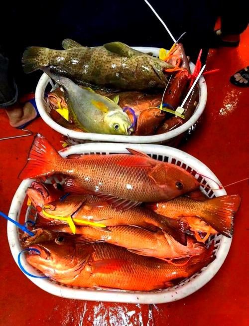 紅友魚圖片，紫紅笛鯛的營養價值與美味烹飪指南愛在星辰大海