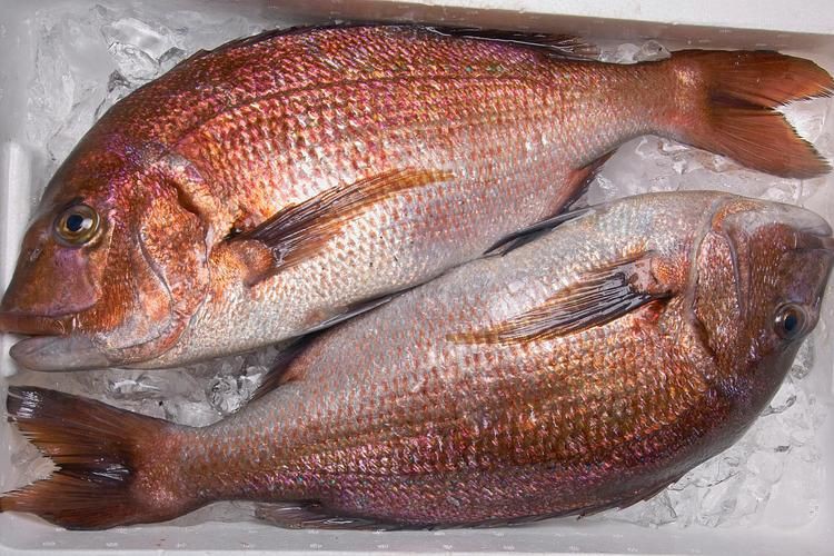 紅友魚圖片，紫紅笛鯛的營養價值與美味烹飪指南愛在星辰大海