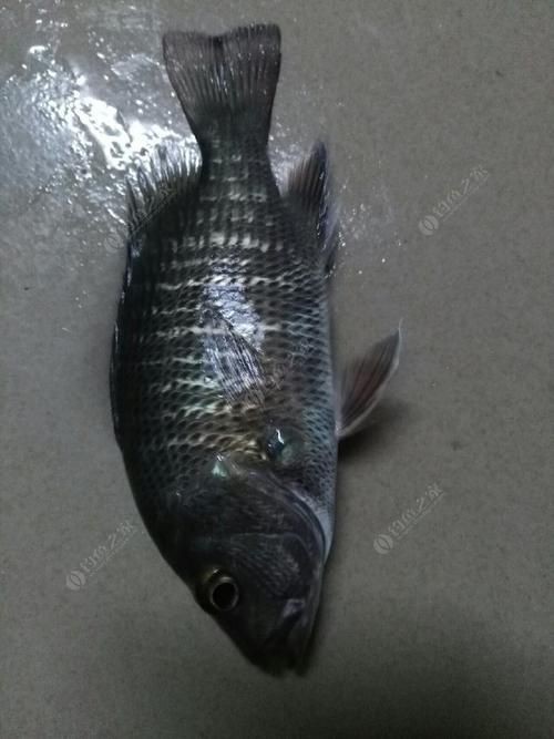 紅友魚圖片，紫紅笛鯛的營養價值與美味烹飪指南愛在星辰大海