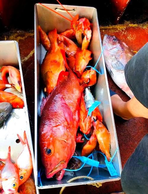 紅友魚圖片，紫紅笛鯛的營養價值與美味烹飪指南愛在星辰大海