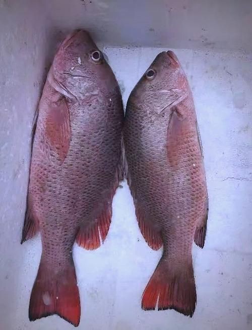 紅友魚圖片，紫紅笛鯛的營養價值與美味烹飪指南愛在星辰大海
